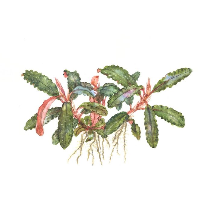 Tropica Bucephalandra sp. 'Red' in pot