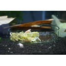 Onlineaquarium spullen Futterschale nano