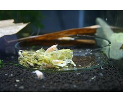 Onlineaquarium spullen Futterschale nano
