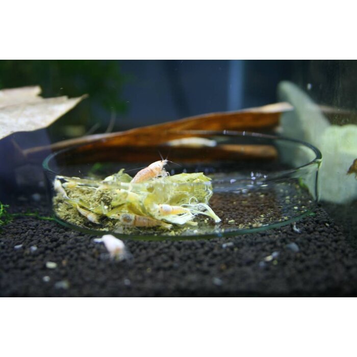 Onlineaquarium spullen Futterschale nano