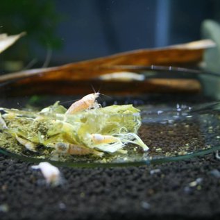 Onlineaquarium spullen Futterschale