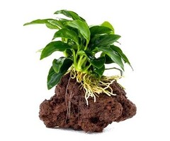 Anubias auf Lavastein