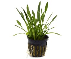 Cryptocoryne parva