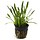 Cryptocoryne parva