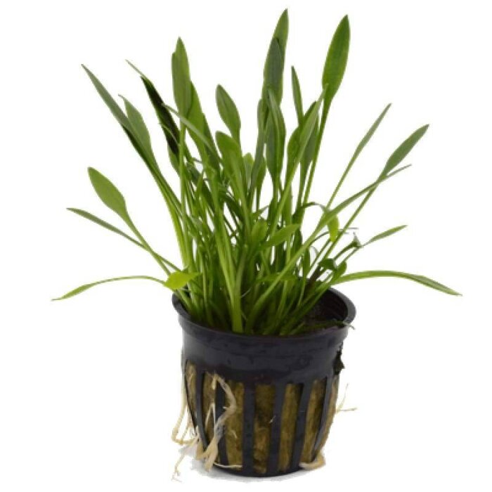 Cryptocoryne parva