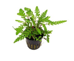 Hygrophila pinnatifida