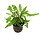 Hygrophila pinnatifida