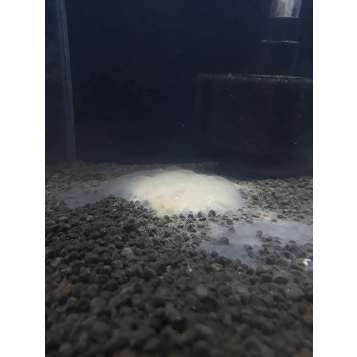 Shrimps forever Shrimps Forever biopowder