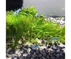 Onlineaquarium spullen Blue fairy shrimp