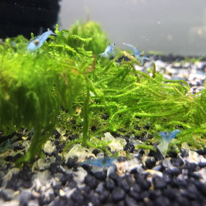 Onlineaquarium spullen Blue fairy shrimp