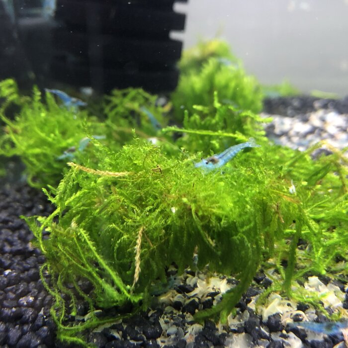 Onlineaquarium spullen Blue fairy shrimp