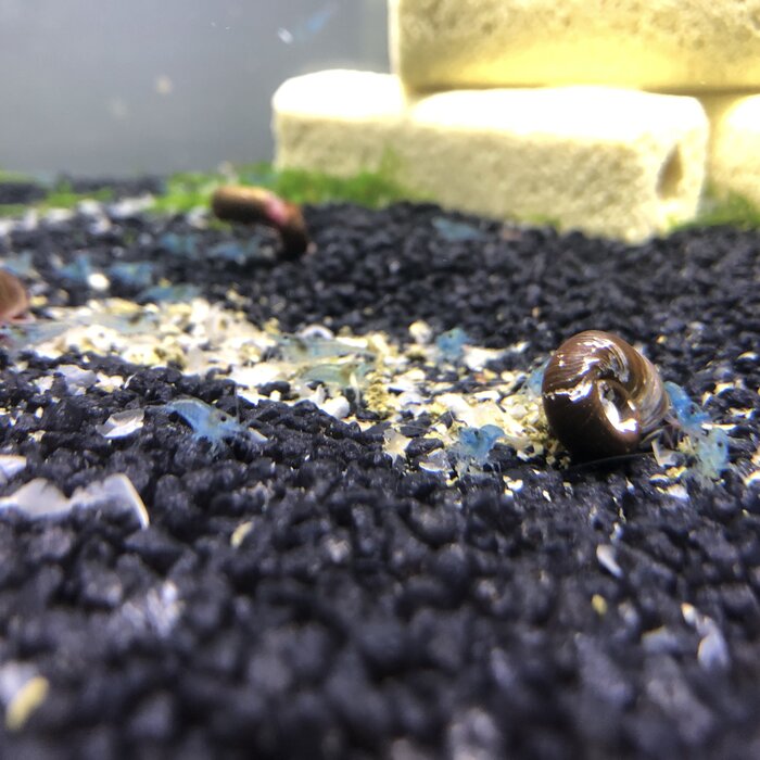 Onlineaquarium spullen Blue fairy shrimp