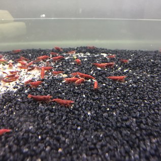 Red sakura shrimp