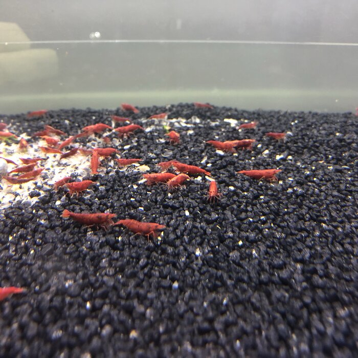 Onlineaquarium spullen Red sakura Garnelen