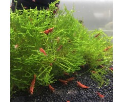 Onlineaquarium spullen Red sakura (vuurgarnalen)