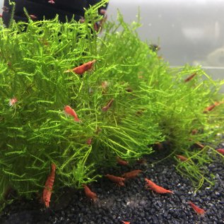 Red sakura shrimp