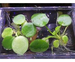Onlineaquarium spullen Schwimmpflanze Limnobium laevigatum