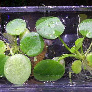 Onlineaquarium spullen Schwimmpflanze Limnobium laevigatum