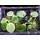 Floating Plant Limnobium laevigatum