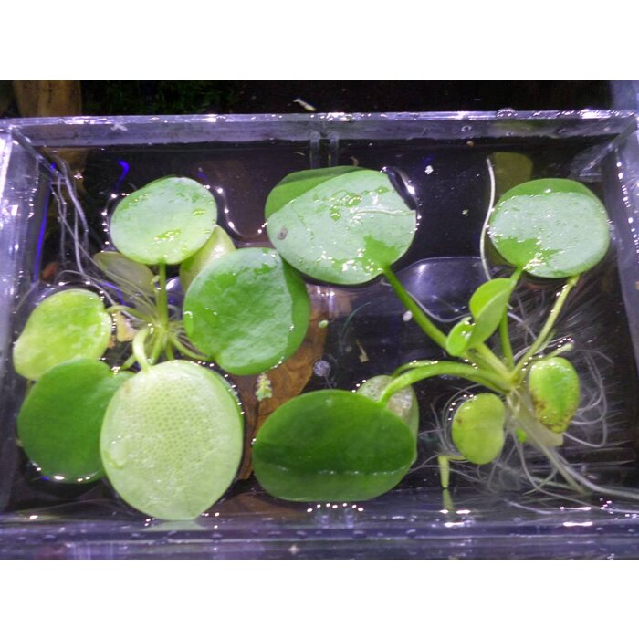 Onlineaquarium spullen Schwimmpflanze Limnobium laevigatum