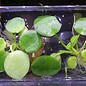 Onlineaquarium spullen Schwimmpflanze Limnobium laevigatum
