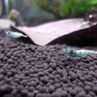 Onlineaquarium spullen Blue bolt shrimp