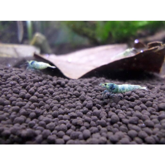 Onlineaquarium spullen Blue bolt shrimp