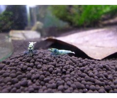 Onlineaquarium spullen Blue bolt garnalen