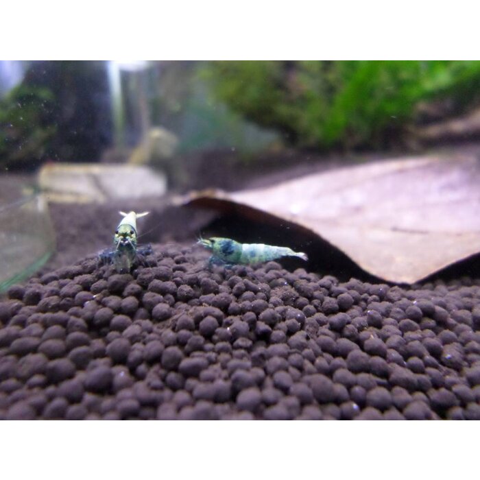 Onlineaquarium spullen Blue Bolt Garnelen