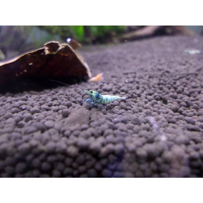 Onlineaquarium spullen Blue Bolt Garnelen