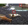 Onlineaquarium spullen 10 Crystal black garnalen + 1 panda garnaal