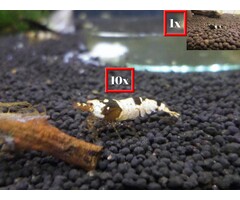 Onlineaquarium spullen 10 Crystal black garnalen + 1 panda garnaal
