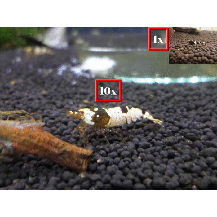 Onlineaquarium spullen 10 F1/F2 crystal black + 1 panda shrimp