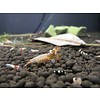 Onlineaquarium spullen Spotted head black