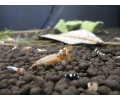 Onlineaquarium spullen Spotted head black