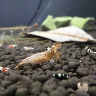 Spotted head black shrimp