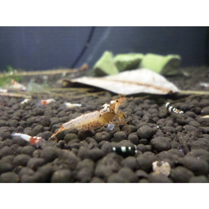 Onlineaquarium spullen Spotted head black shrimp
