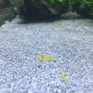 Yellow Shrimp