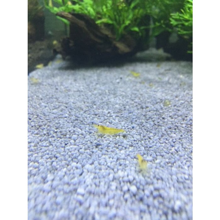 Onlineaquarium spullen Gelbe Garnelen