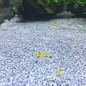 Yellow Shrimp