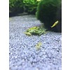 Onlineaquarium spullen Gelbe Garnelen