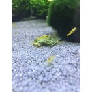 Yellow Shrimp