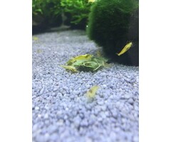 Onlineaquarium spullen Gelbe Garnelen