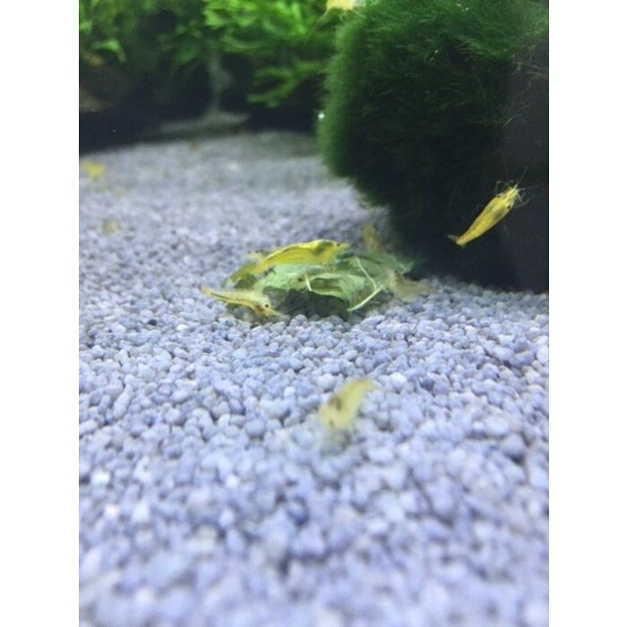 Onlineaquarium spullen Gelbe Garnelen