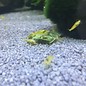 Yellow Shrimp