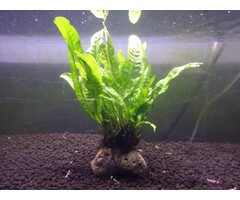 Microsorum on lava stone