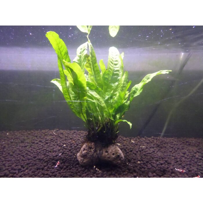 Microsorum on lava stone