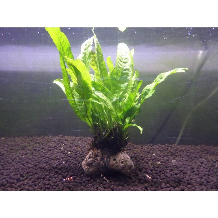 Microsorum on lava stone