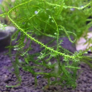 Tropica Spiky moss in cup 75/150cc