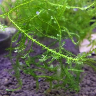 Tropica Spiky moss in cup, 75 of 150 cc